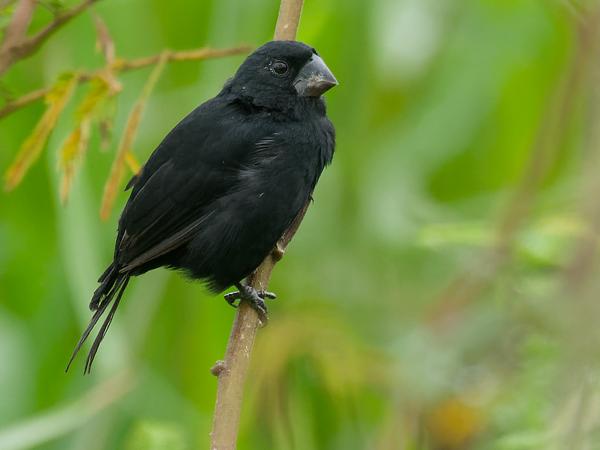 <h3><a href="/trips/costa-rica/biota/animalia/chordata/aves/040 passeriformes/127 thraupidae/oryzoborus funereus/oryzoborus funereus-nl.html">Oryzoborus&nbsp;funereus</a> / Thick‑billed&nbsp;seed&nbsp;finch / Diksnavelzaadkraker</h3>OM-1 Mark II met M.300mm F4.0 + MC-14, 1/2000 sec  bij F5.6, ISO 2500, afstand 13.6&nbsp;m